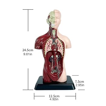 180cm 人体模型 教育用 Amazon.co.jp: Aoguzhao 人体モデル 人体模型 30cm 男性 女性 1